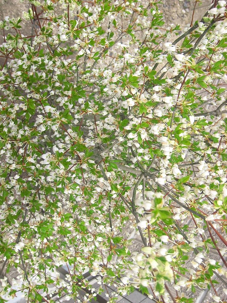 白花の落葉樹 白花の落葉樹 br>送料無料 150cm 白 シンボルツリー 庭木 落葉樹